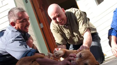 Dog Whisperer