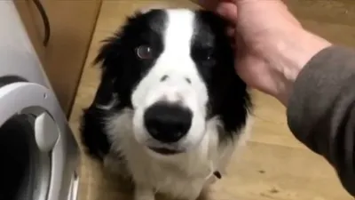 Best Pets of the Month