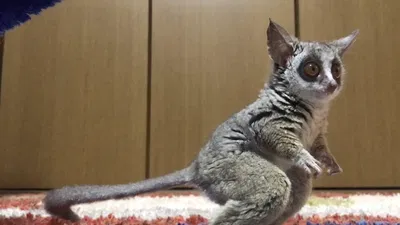 Animals Unscripted