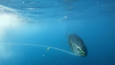Wicked Tuna