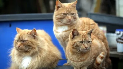 Cats Uncovered
