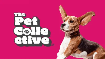Countdown: The Funniest Pets
