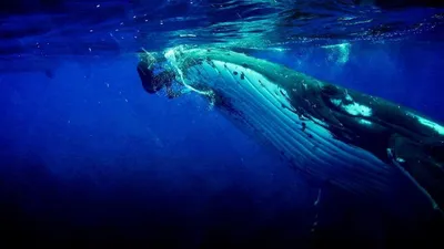Whale Guardian