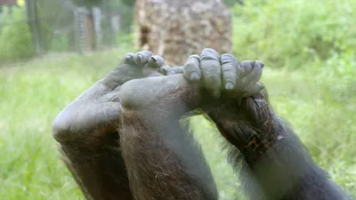 Schimpansen im Kongo - mit Jane Goodall