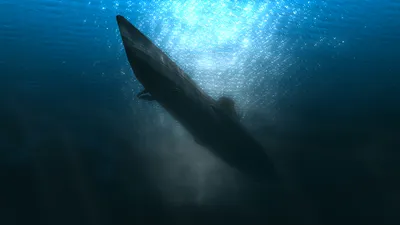 U-455 
Il Sottomarino Dimenticato
