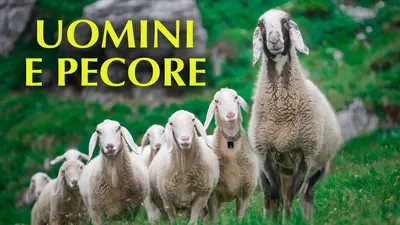 Uomini e pecore