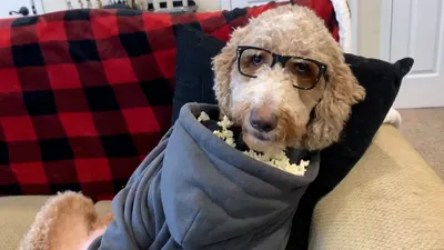 Best Pets of the Month