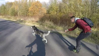 Animals Unscripted