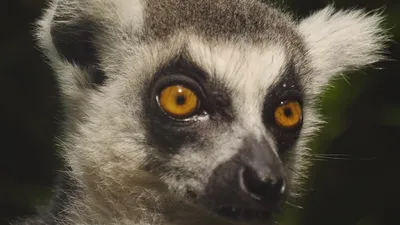Animals Like Us