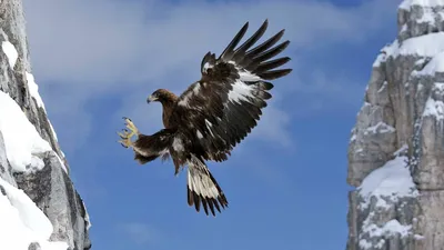 Watch Animals + Nature Channels on Live TV for Free | Pluto TV
