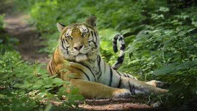 Watch Animals + Nature Channels on Live TV for Free | Pluto TV