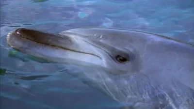 Flipper: The New Adventures