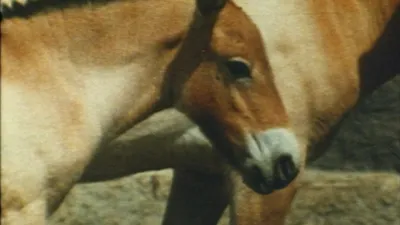Bellezza selvaggia