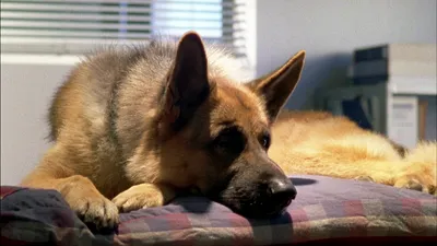 Kommissar Rex