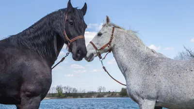 Wild Horses
