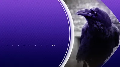Purple Connection