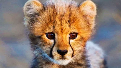 Animal Babies