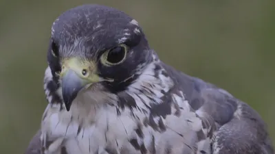 Animal Super Senses